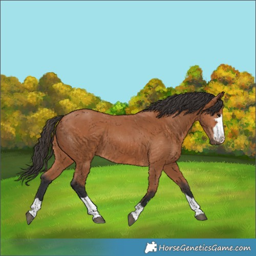 Horse Color:Bay 