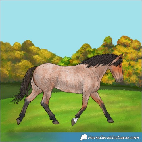 Horse Color:Bay Roan 