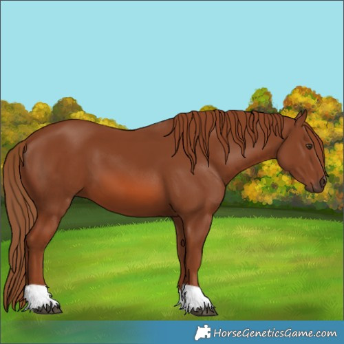 Horse Color:Chestnut 