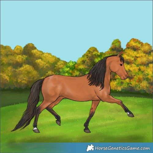 Horse Color:Bay 