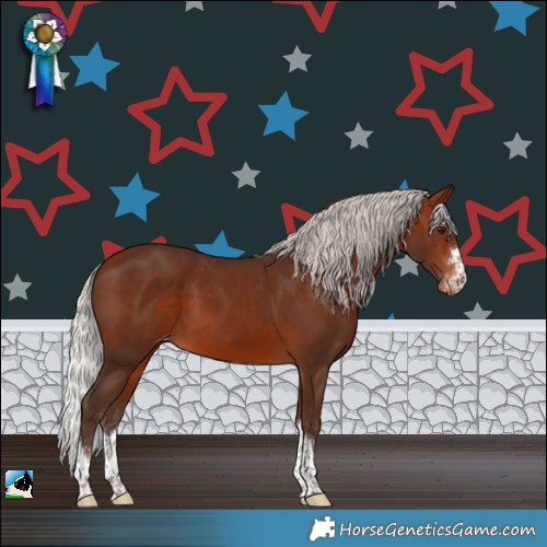 Horse Color:Silver Bay Appaloosa Rabicano 
