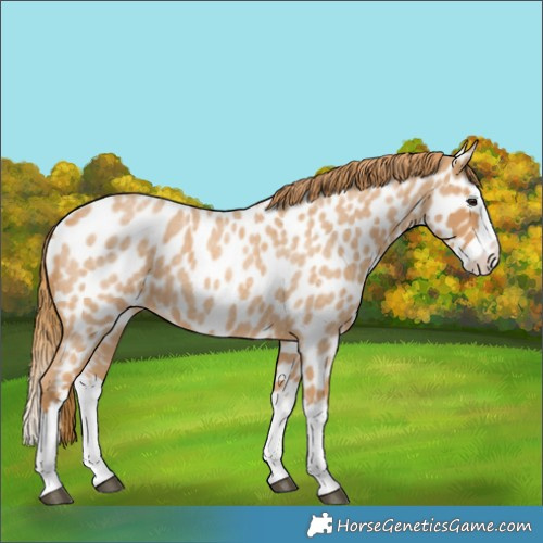 Horse Color:Red Roan Splash Leopard