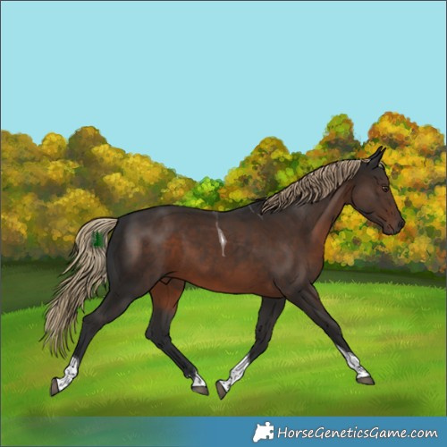 Horse Color:Liver Chestnut Tobiano