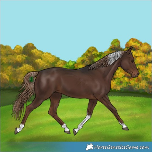 Horse Color:Liver Chestnut Tobiano