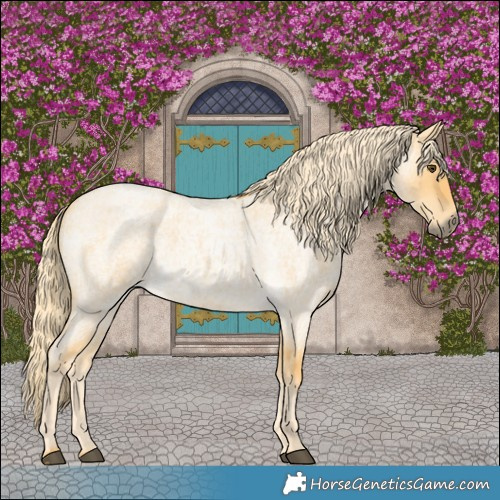 Horse Color:Palomino Roan Dun 