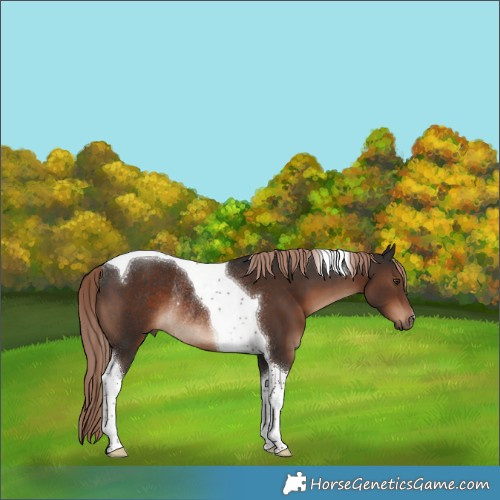 Horse Color:Liver Chestnut Tobiano Rabicano 