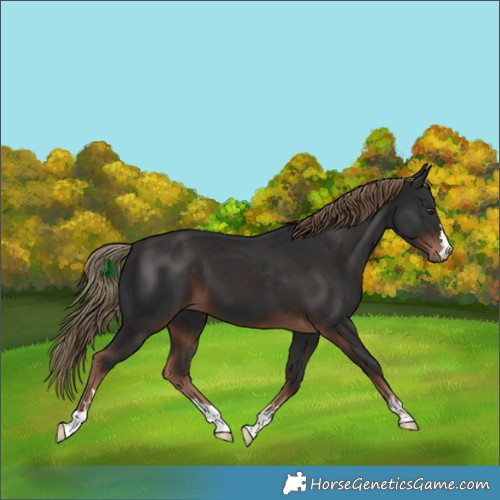 Horse Color:Liver Chestnut