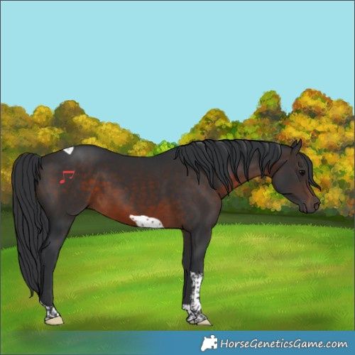 Horse Color:Brown Tobiano 