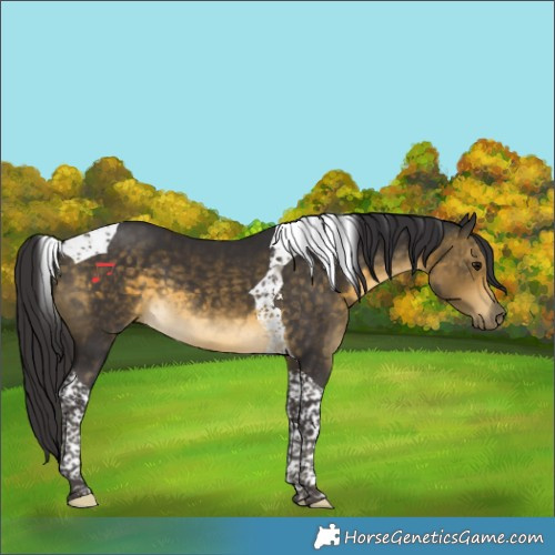 Horse Color:Buckskin Tobiano 
