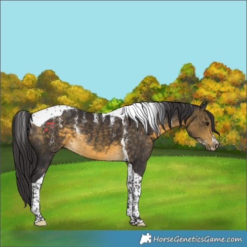 Horse Color:Powder White Buckskin Tobiano Rabicano