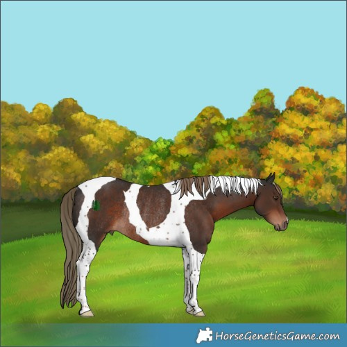 Horse Color:Liver Chestnut Tobiano Rabicano 