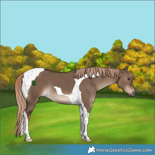 Horse Color:Liver Red Dun Tobiano