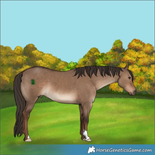 Horse Color:Liver Red Dun 