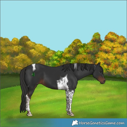 Horse Color:Liver Chestnut Tobiano 