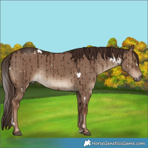 Horse Color:White Spotted Liver Red Dun Brindle