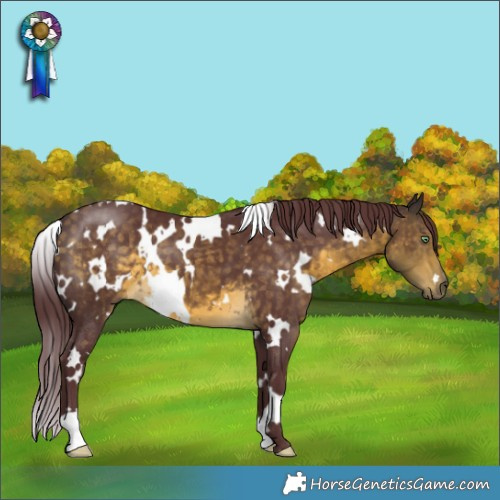 Horse Color:White Spotted Chocolate Buckskin Mushroom