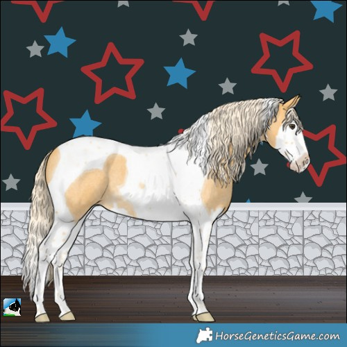Horse Color:Palomino Roan Splash Tobiano 