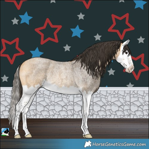 Horse Color:Buckskin Roan Splash Rabicano