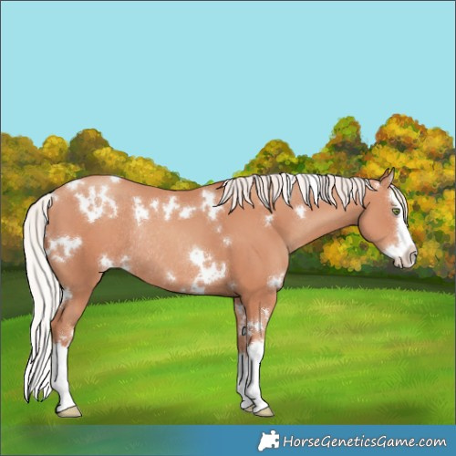 Horse Color:White Spotted Silver Sable Champagne Splash Rabicano