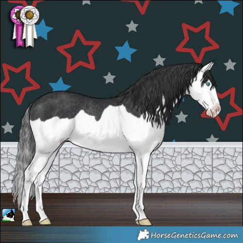 Horse Color:Black Splash Rabicano