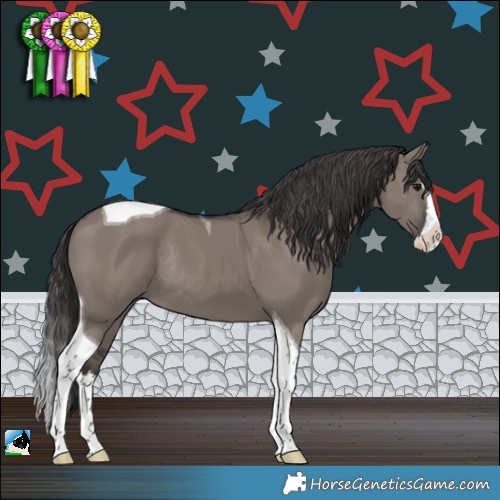 Horse Color:Smoky Grullo Splash Tobiano Rabicano