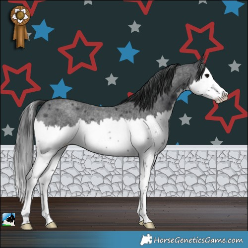 Horse Color:Blue Roan Splash Rabicano