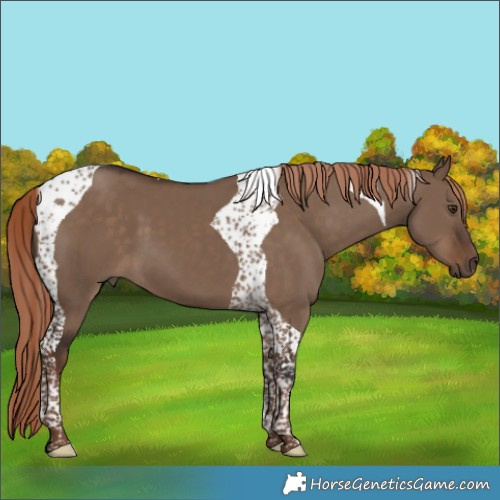 Horse Color:Liver Red Dun Tobiano