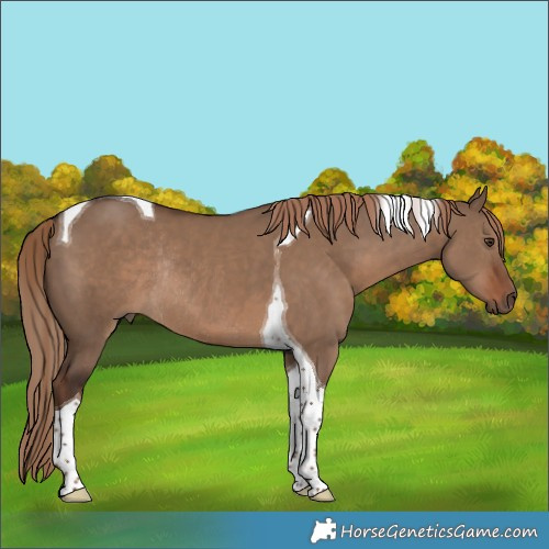Horse Color:Liver Red Dun Tobiano Rabicano