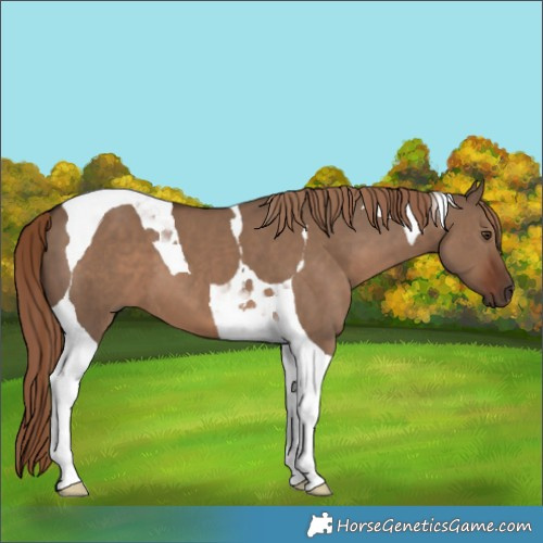 Horse Color:Liver Red Dun Tobiano