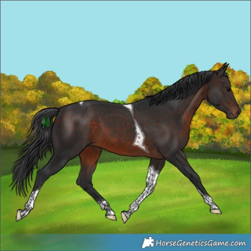 Horse Color:Brown Tobiano
