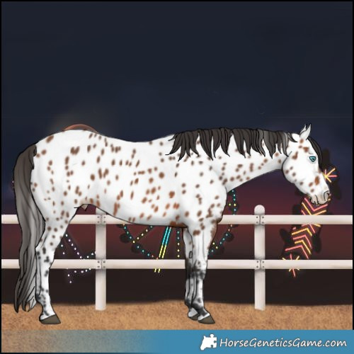 Horse Color:Bay Splash Near Leopard 
