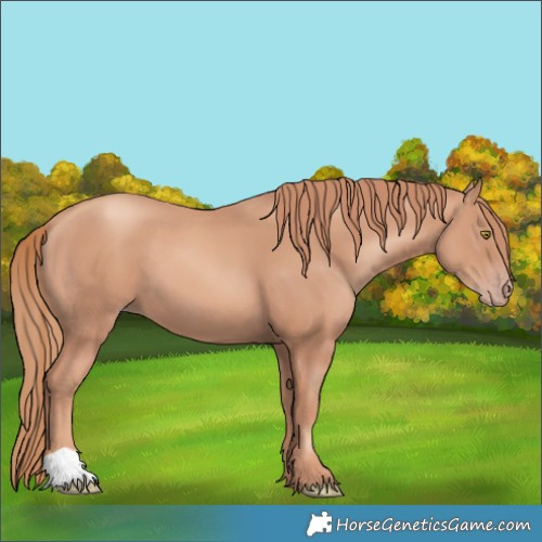 Horse Color:Gold Champagne 