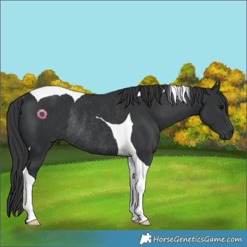 Horse Color:Black Tobiano Rabicano