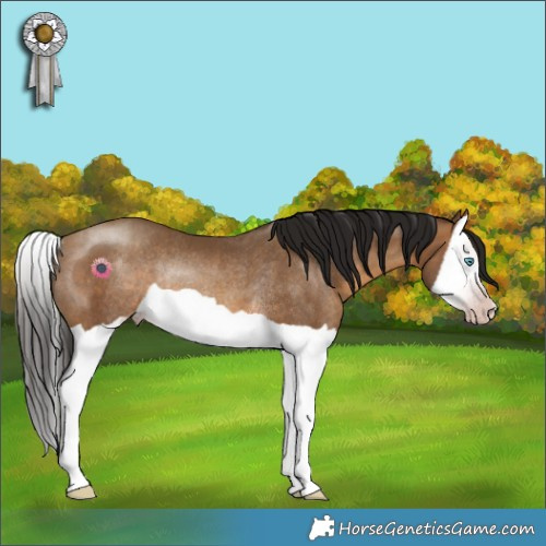 Horse Color:Gray Amber Champagne Splash Rabicano 