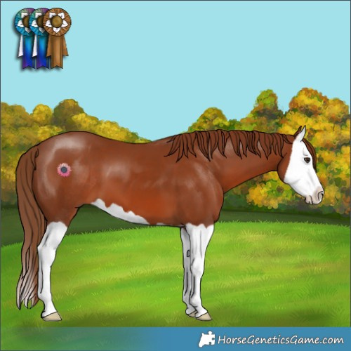 Horse Color:Chestnut Splash 