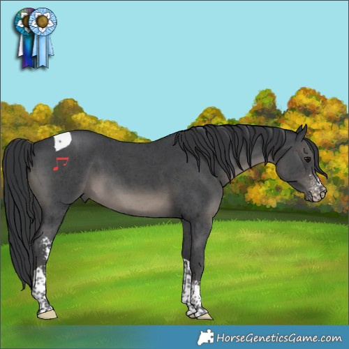Horse Color:Black Sabino Tobiano 