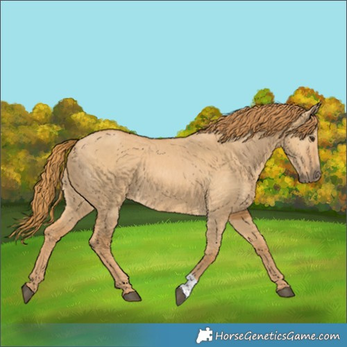 Horse Color:Red Dun