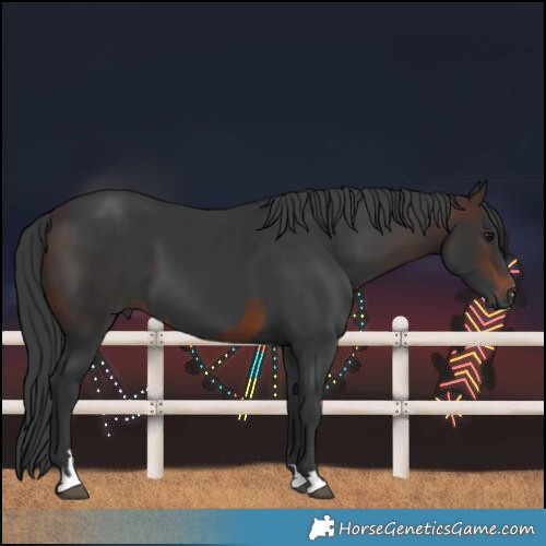 Horse Color:Brown  and Black 