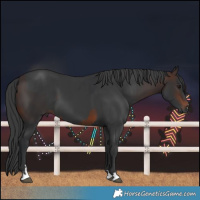 Horse Color:Brown and Black