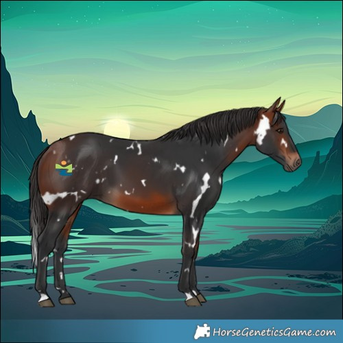 Horse Color:White Spotted Bay