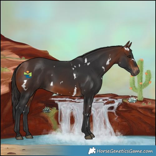 Horse Color:White Spotted Bay 