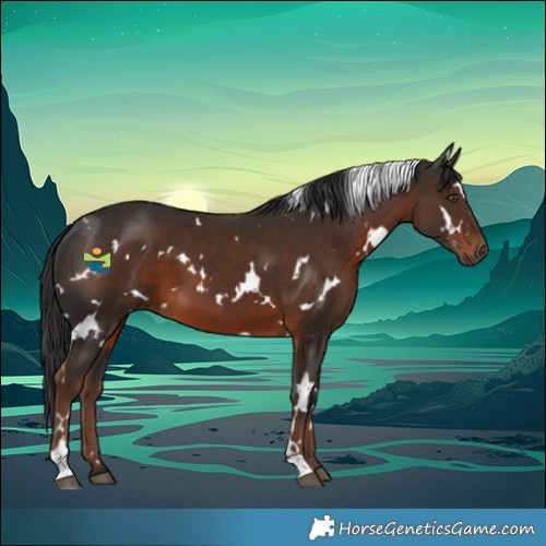 Horse Color:White Spotted Liver Chestnut 