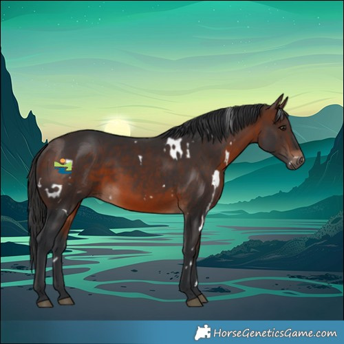 Horse Color:White Spotted Brown 