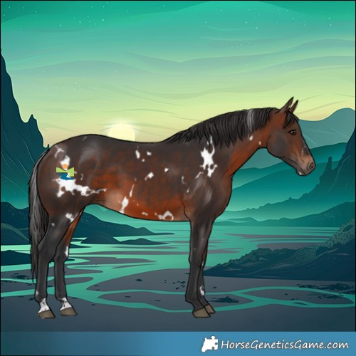 Horse Color:White Spotted Brown