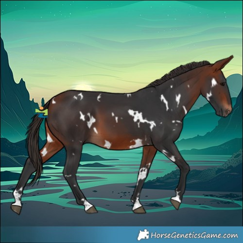 Horse Color:White Spotted Bay 