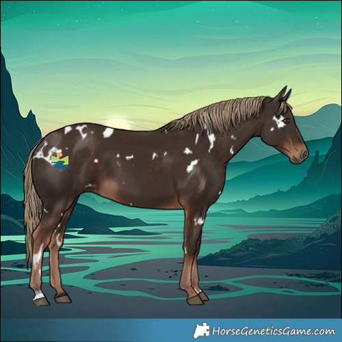 Horse Color:White Spotted Liver Chestnut