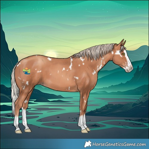 Horse Color:White Spotted Gold Champagne Splash