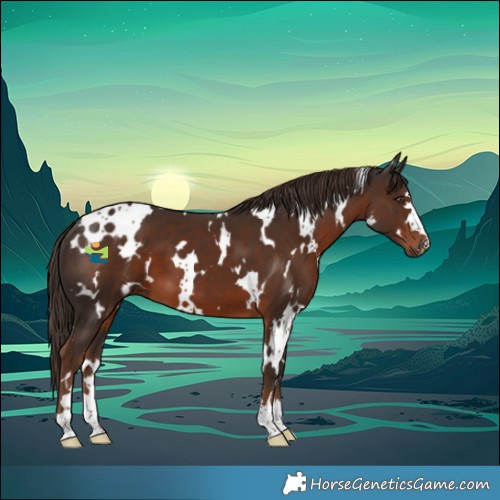 Horse Color:White Spotted Liver Chestnut