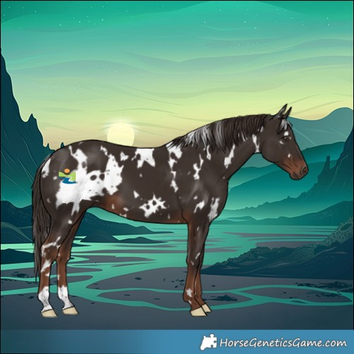 Horse Color:White Spotted Liver Chestnut