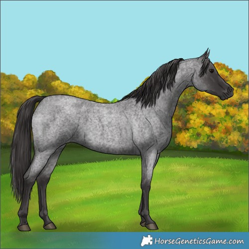 Horse Color:Smoky Blue Roan 